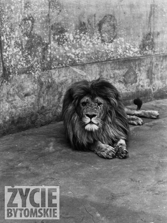 Powojenny Bytom w obiektywie Bronisława Tuziaka