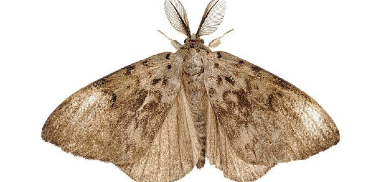 Ćma loto jak zrobi sie ćma