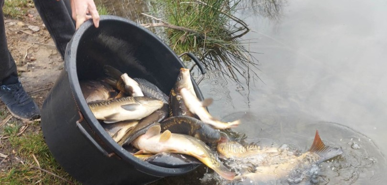  Ponad tonę ryb wpuszczono jesienią do bytomskich zbiorników [WIDEO i…