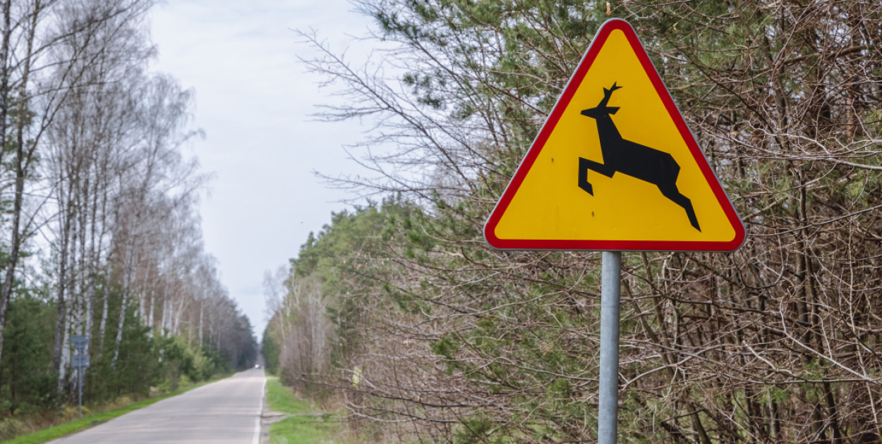 Zderzenie z dzikim zwierzęciem może się skończyć tragicznie