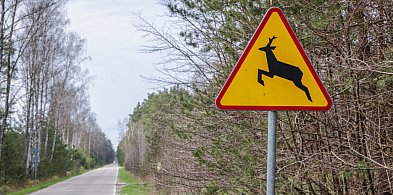 Dzik na jezdni i dwie kolizje-28407
