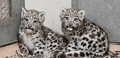 Pantery śnieżne urodziły się w naszym ZOO!-28748