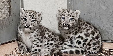 Pantery śnieżne urodziły się w naszym ZOO!-28748