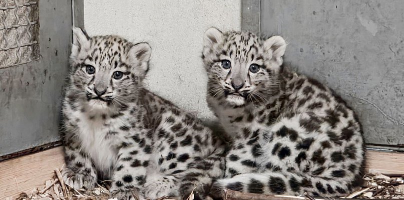 Pantery śnieżne urodziły się w naszym ZOO! - 28748
