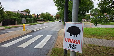 Uwaga jeże! Nie rozjeżdżaj!-28807