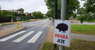 Uwaga jeże! Nie rozjeżdżaj!-28807