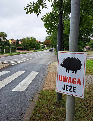 Uwaga jeże! Nie rozjeżdżaj!-28807