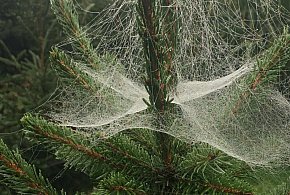 Kupujesz żywą choinkę na święta? Ten szczegół łatwo przeoczyć-31701