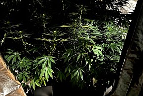 Prowadził samochód po pijanemu, w domu miał narkotyki-31746