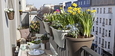 Rusza konkurs na najpiękniejszy balkon i ogród-29782
