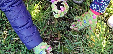 W Radzionkowie posadzono krokusy-30821