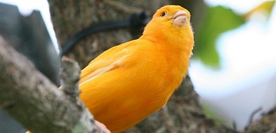 Przyjdź na wystawę kanarków-31028