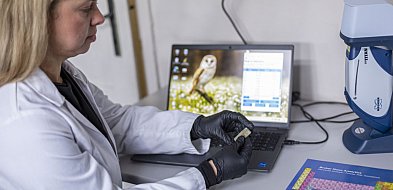 Archeolodzy prześwietlą historię wokół św. Wojciecha-31202