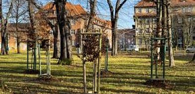 Bytom zazieleni się na wiosnę!-31220