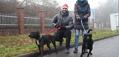 Bezdomniaki poszły na spacer po Miechowicach-31599