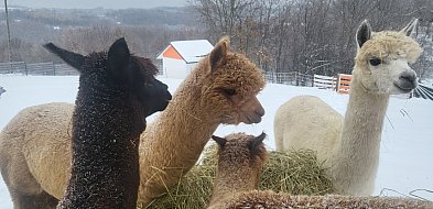 Przyjdź na Rynek- będzie koncert i głaskanie alpak!-31671