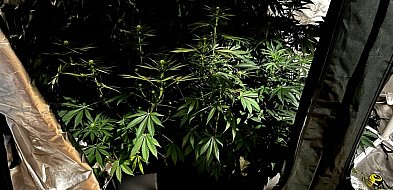 Prowadził samochód po pijanemu, w domu miał narkotyki-31746