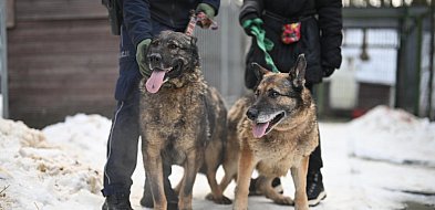 Weterynarz dziś odwiedzi schronisko. Adopcje chwilowo wstrzymane-32398