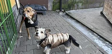 Prezydent zawiadamia NIK i Urząd Skarbowy w sprawie schroniska-32419