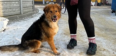 Pospaceruj z psem ze schroniska