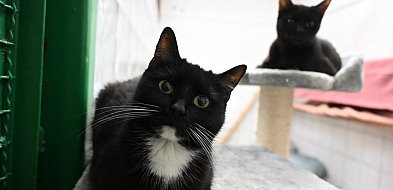 Weź do domu kota albo zaopiekuj się nim w schronisku