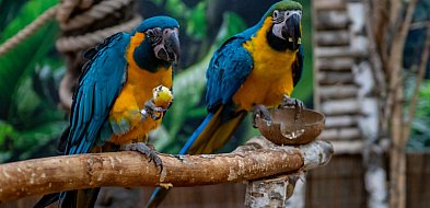 Poznaj Araland- kolorowy świat papug