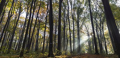 Segiet bardziej dostępny