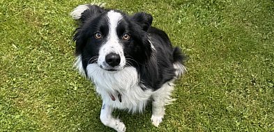 Śląski Ogród Botaniczny w Radzionkowie z zakazem wprowadzania psów