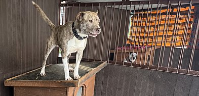 Psy czekają na spacery. Bytomskie schronisko zaprasza chętnych