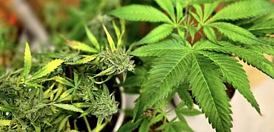 Kolejny donos na lokalnego ogrodnika. Za uprawę roślin czeka go więzienie