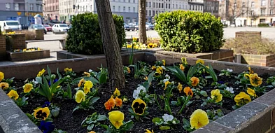 Wielkie wiosenne kwiatów sadzenie