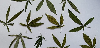 Posiadał zapasy nielegalnej rośliny do palenia. Grozi mu do 10 lat