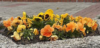 Wielkie wiosenne kwiatów sadzenie