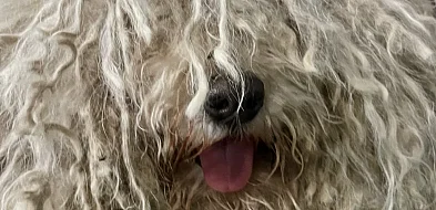 Piekary Śląskie nie korzystają już z usług firmy Anikon