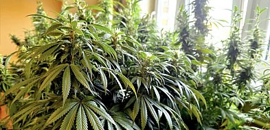 Spektakularna plantacja w jednym z bytomskich mieszkań