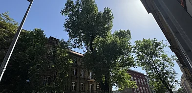Pora na trzeci pomnik przyrody w Bytomiu. Jest apel do radnych