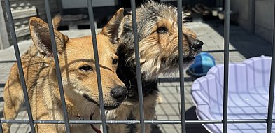 Trwa zbiórka na zakup samochodu dla bytomskiego schroniska