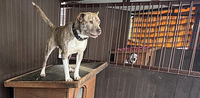 Psy czekają na spacery. Bytomskie schronisko zaprasza chętnych