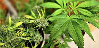 Kolejny donos na lokalnego ogrodnika. Za uprawę roślin czeka go więzienie