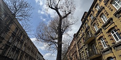 Ogromna topola zostaje na swoim miejscu. Ryzyko złamania pnia jest niskie