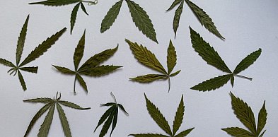 Posiadał zapasy nielegalnej rośliny do palenia. Grozi mu do 10 lat