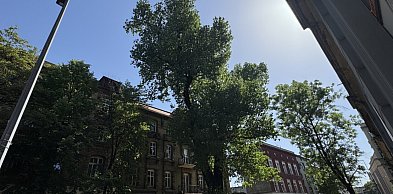 Pora na trzeci pomnik przyrody w Bytomiu. Jest apel do radnych