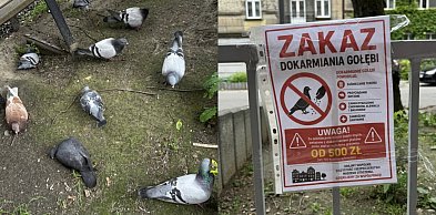 Problemy z gołębiami. Mieszkańcy Bytomia walczą z ich dokarmiaczami
