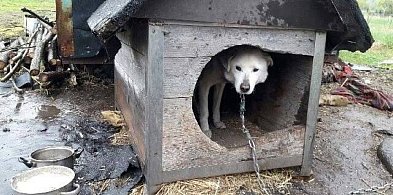 Ustawa łańcuchowa przegłosowana-30216