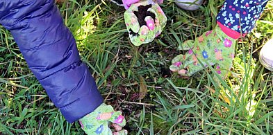 W Radzionkowie posadzono krokusy-30821