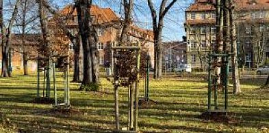 Bytom zazieleni się na wiosnę!-31220