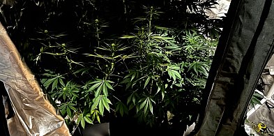 Prowadził samochód po pijanemu, w domu miał narkotyki-31746