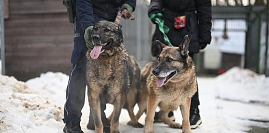 Weterynarz dziś odwiedzi schronisko. Adopcje chwilowo wstrzymane-32398