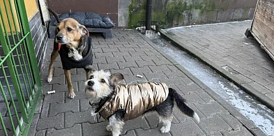 Prezydent zawiadamia NIK i Urząd Skarbowy w sprawie schroniska-32419