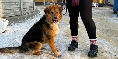 Pospaceruj z psem ze schroniska